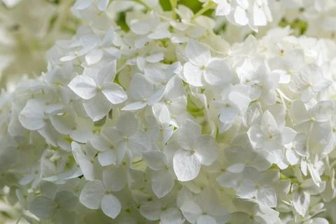 White hydrangea flowers panoramic border, banner, wedding romantic background Foto stock