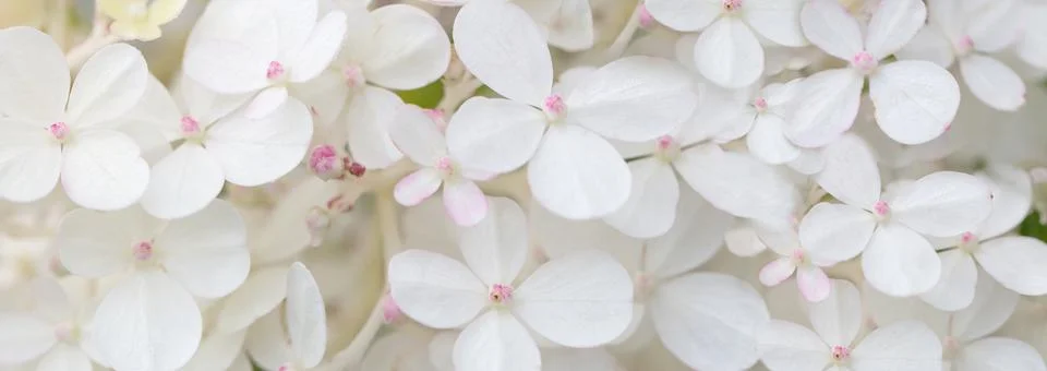White hydrangea flowers panoramic border, banner, wedding romantic background. Foto stock