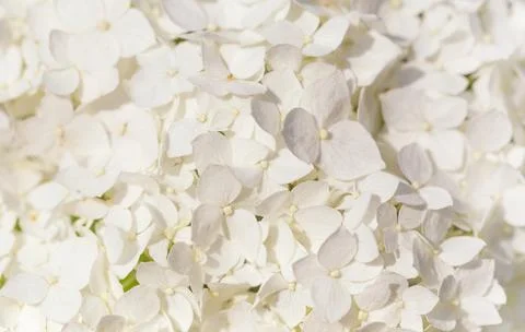 White hydrangea flowers panoramic border, banner, wedding romantic background Foto stock