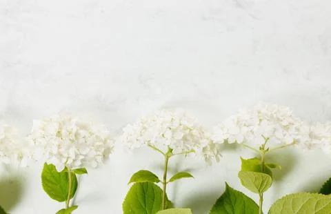 White hydrangea flowers panoramic border, banner, wedding romantic background Foto stock