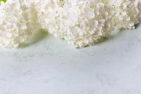 White hydrangea flowers panoramic border, banner, wedding romantic background Foto stock