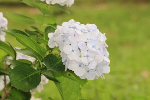 White hydrangea flowers Stock Photos