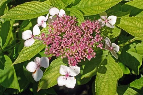 White Hydrangea flowers Stock Photos