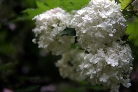 White Hydrangea flowers Stock Photos