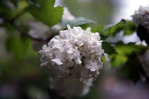 White Hydrangea flowers Stock Photos
