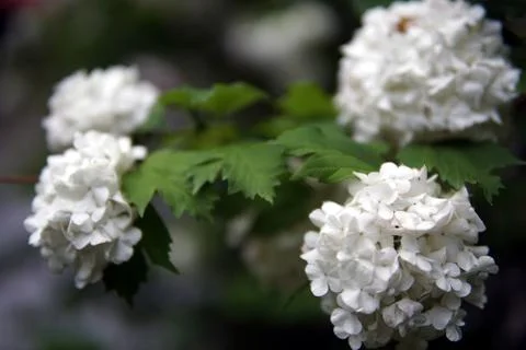 White Hydrangea flowers Stock Photos