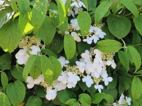 White hydrangea flowers Foto stock