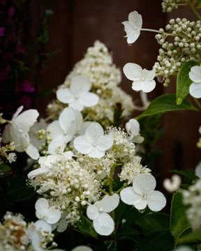 White Hydrangea Flowers Stock Photos