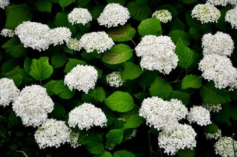 White Hydrangea Flowers Stock Photos