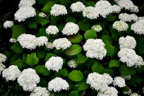White Hydrangea Flowers Stock Photos
