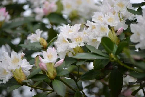 White Hydrangea Flowers Stockfoto's