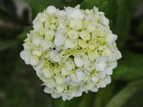White hydrangea flowers Foto stock