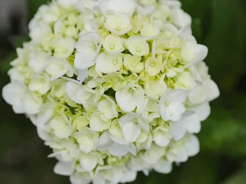 White hydrangea flowers Stock Photos