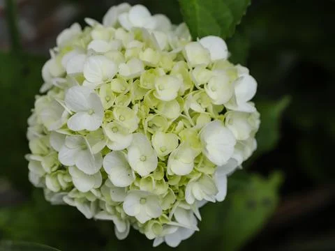 White hydrangea flowers Stock Photos