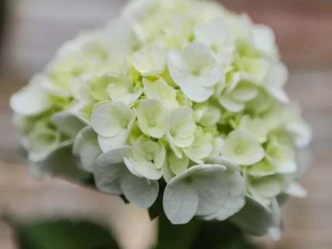 White hydrangea flowers Stock Photos