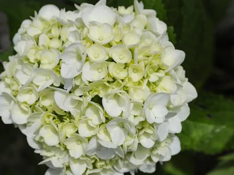 White hydrangea flowers Stock-Fotos