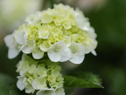 White hydrangea flowers Stock Photos