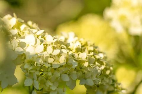 White Hydrangea flowers. Фото