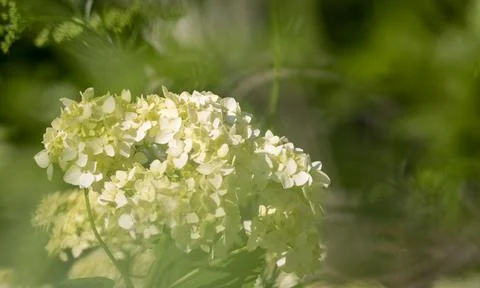 White Hydrangea flowers. Fotos Stock