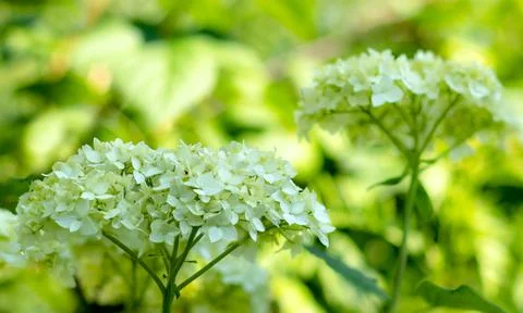White Hydrangea flowers. Фото