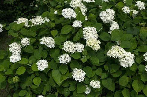 White Hydrangea Flowers. Stock Photos