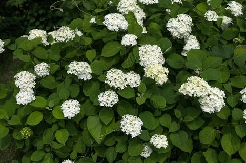 White Hydrangea Flowers. Foto stock