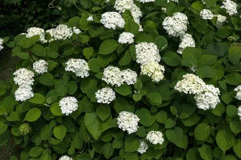White Hydrangea Flowers. Stock Photos