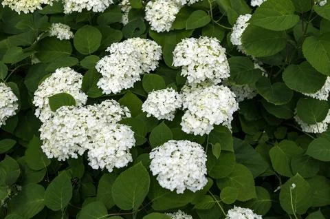 White Hydrangea Flowers. Foto stock