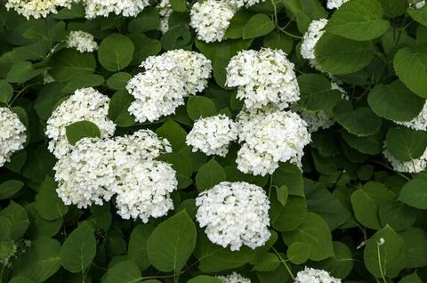 White Hydrangea Flowers. Foto stock