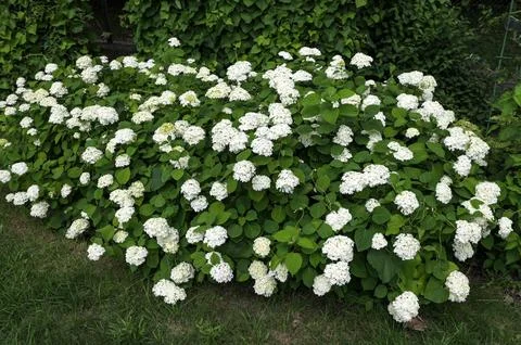 White Hydrangea Flowers. Foto stock