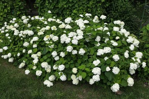 White Hydrangea Flowers. Stock Photos