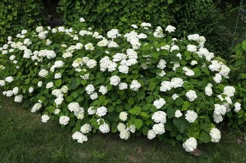 White Hydrangea Flowers. Stock Photos