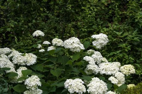 White Hydrangea Flowers. Foto stock