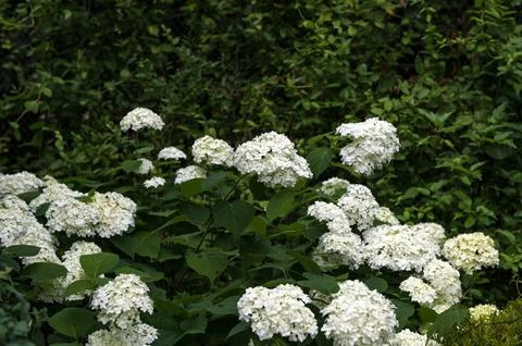 White Hydrangea Flowers. Stock Photos