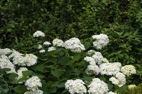 White Hydrangea Flowers. 스톡 사진
