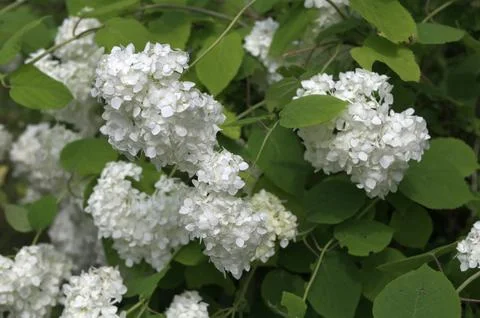 White Hydrangea Flowers. Stock Photos