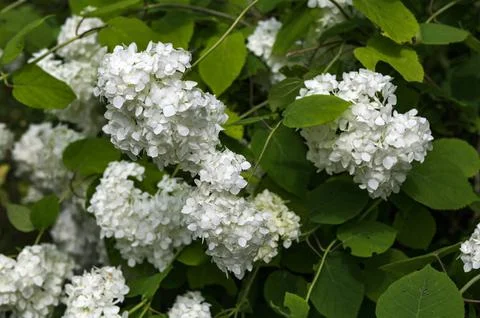 White Hydrangea Flowers. Stock Photos