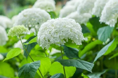 White hydrangea flowers Foto stock