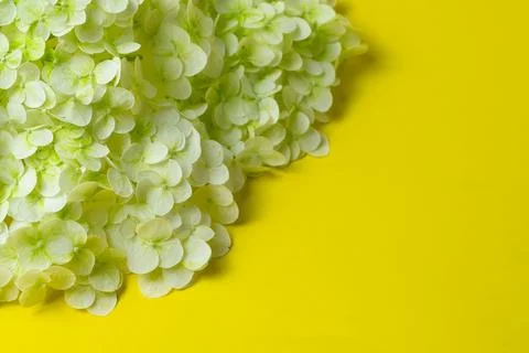 White hydrangea flowers Stock Photos