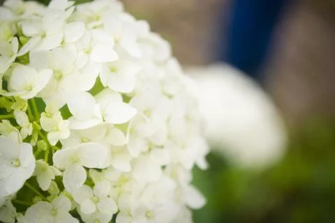 White hydrangea flowers in rustic garden, tender romantic floral background. Stock Photos