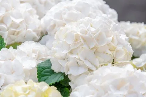 White hydrangea flowers with soft petals bloom profusely creating a floral .. Stock Photos