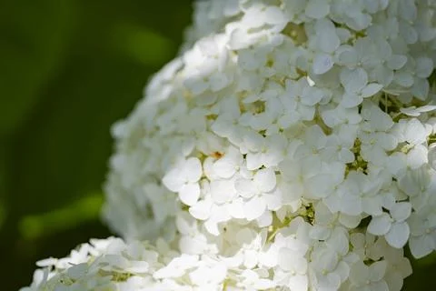 White Hydrangea Flowers in Soft Sunlight with Natural Bokeh Stock Photos