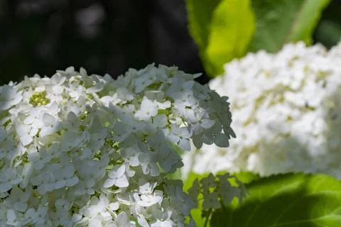 White Hydrangea Flowers in Soft Sunlight with Natural Bokeh Stock Photos