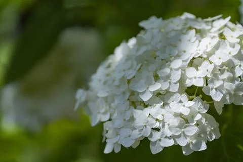 White Hydrangea Flowers in Soft Sunlight with Natural Bokeh 스톡 사진
