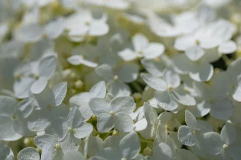 White Hydrangea Flowers in Soft Sunlight with Natural Bokeh Stock Photos