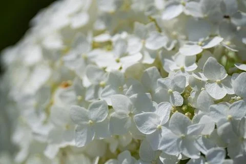 White Hydrangea Flowers in Soft Sunlight with Natural Bokeh Foto stock