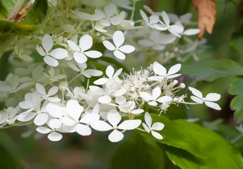 White Hydrangea flowers in a summer garden. Macro shot of beautiful delicat.. Foto stock