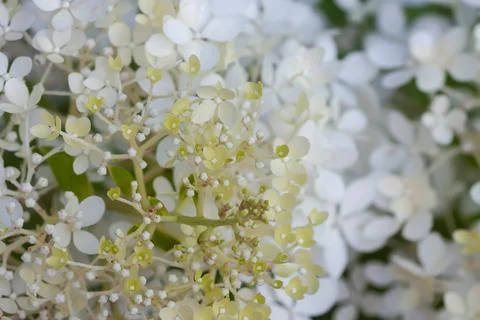 White Hydrangea flowers in a summer garden. Foto stock