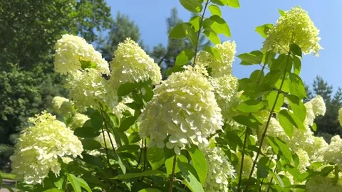 White hydrangea flowers on a summer sunny day Stock Footage 248034237
