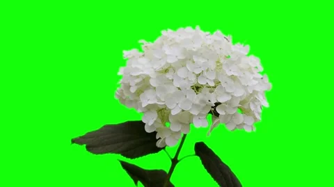 White hydrangea flowers video green screen chroma key, close-up Stock Footage